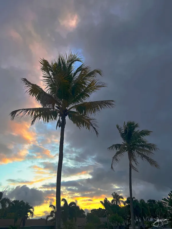Windblown Palms at Sunrise