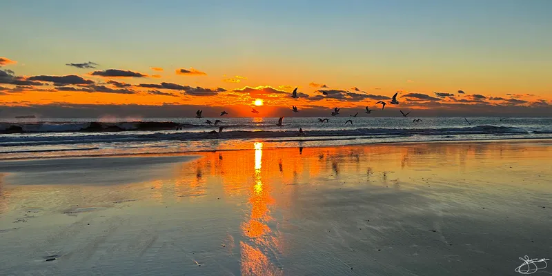 Gulls Reflecting the Light of the Morning Glow