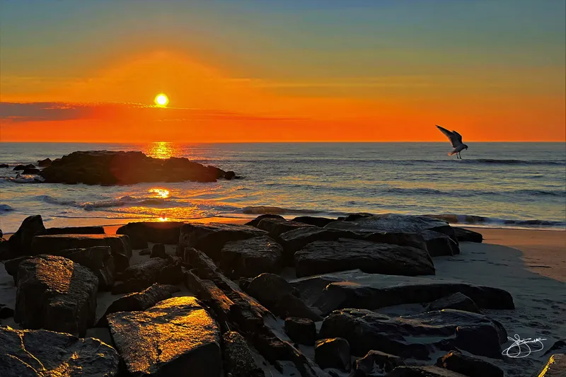 Gull Walks on Water in Asbury Park