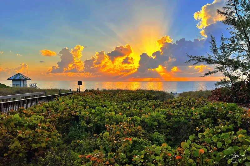 Lush Green and Golden Sunrise